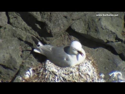 Gaviota tridáctila ( Rissa tridactyla ) Kittiwak