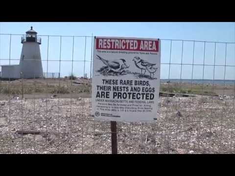 Visit to Bird Island, Marion