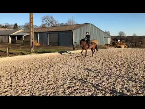 Eldarewa mare 2014 Elvis X narew xx