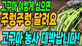 고구마 이렇게 심어야 주렁주렁 달리고 맛도 좋아서 고구마농사 대박납니다