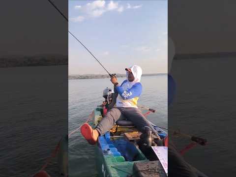 Pescada aprumada (TUCUNARE) #pescaria #peixe #lago #tocantins