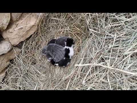 Cute Kittens: Look what we found in the chick nest...