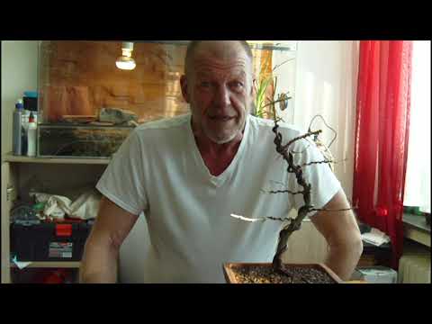 Lärche, erste Schritte nach dem Yamadori -Vorgang