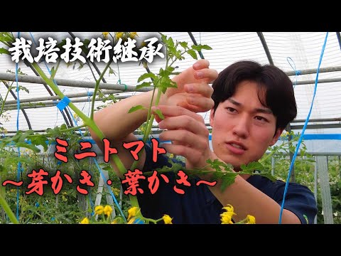 園芸 粗葉ユーパトリー、軟葉ユーパトリー