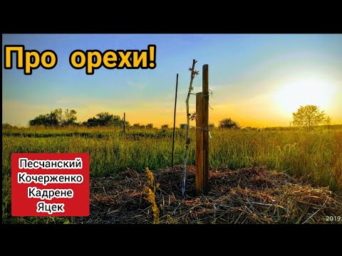 Ореховый видеоотчёт. Чернигов! Песчанский, Яцек, Кадрене, Кочерженко, Идеал.