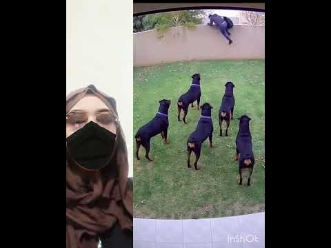 مسكين حصل حصلة ديال الكلاب 🇲🇦🇲🇦 #اكسبلور #shorts