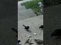 The Grackle Grabs The Suet And Then... #Shorts