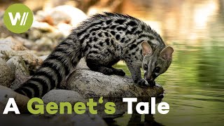 Genet cub discovers her surroundings for the first time on a dangerous adventure! | A Genet's Tale