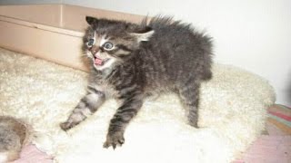 CAN YOU HOLD YOUR LAUGH? - Crazy CATS at their best - Funny and Cute!