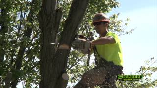 preview picture of video 'Strobert Tree Service Review Newark DE'