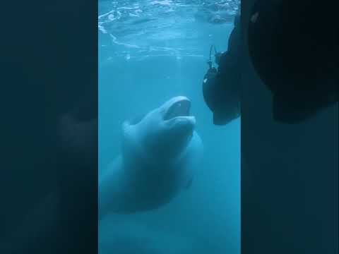 What happens when you slip beneath the surface and into a leopard seal’s icy kingdom? #sealife