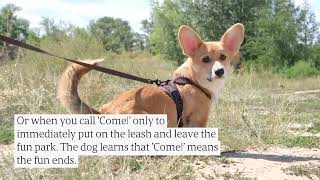 Off-Leash Reliability: A 10-Minute Guide to Real Trust