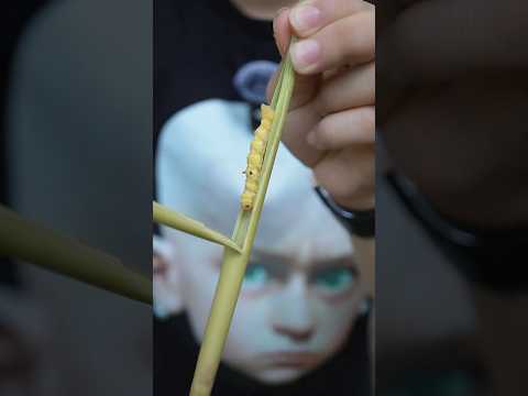 Kẹo sâu hay con sâu #shorts #short