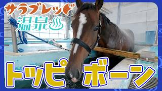 【サラブレッド温泉】トッピボーン編【観るASMR】/JRA-VAN【公式】