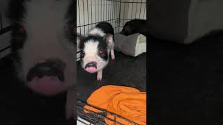 Mini/Micro Pig Animals Videos