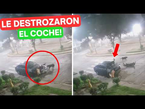 4 DOGS ATTACK AND DESTROY A CAR! 😱