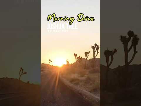 Magical Sunrise Drive at Joshua Tree 🌵 #joshuatreenationalpark