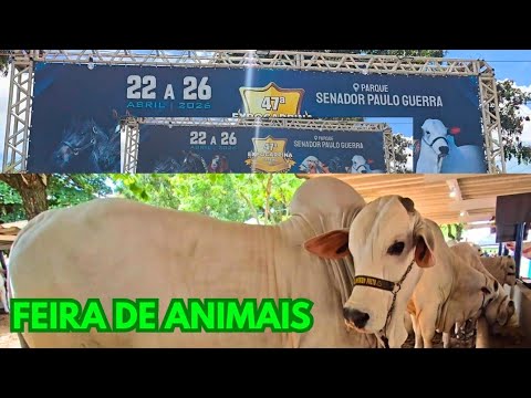 CARPINA PERNAMBUCO 26/ABRIL/2026