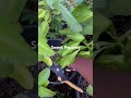 Sweet Pepper Harvest South Florida Garden Garden Pepper Florida