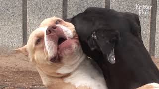 Dog Constantly Cheats On His Wife | Kritter Klub