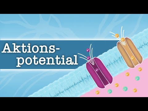Aktionspotential - einfach erklärt!