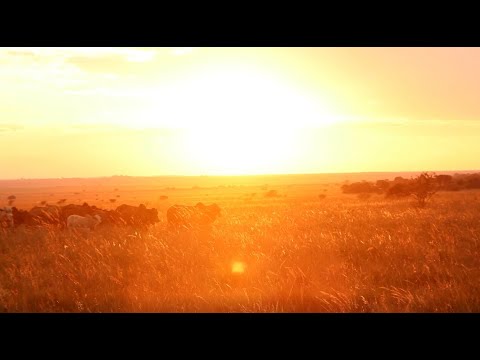 Jeras Boran Auction 9 April 2021 - Smart Breeding with Passion