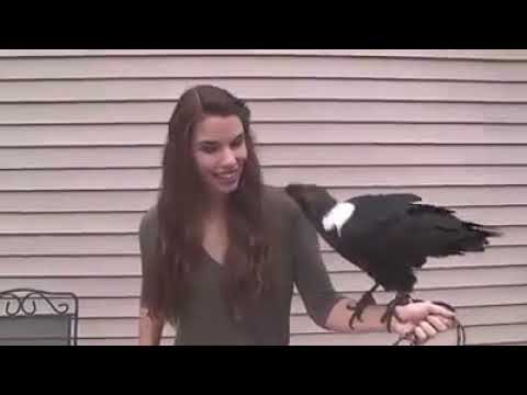 VÍDEO DE CORVO FALANDO