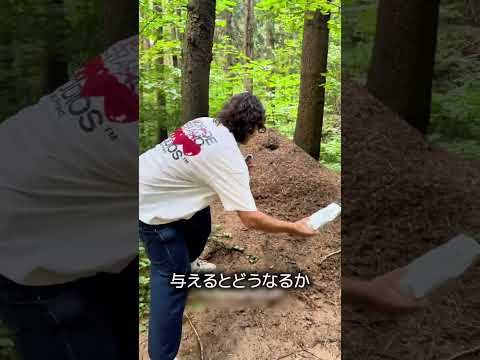 アリの巣に大量の砂糖を入れたらどうなる？