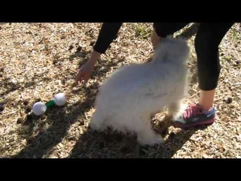 Nolan, an adopted Maltese in Houston, TX_image-1