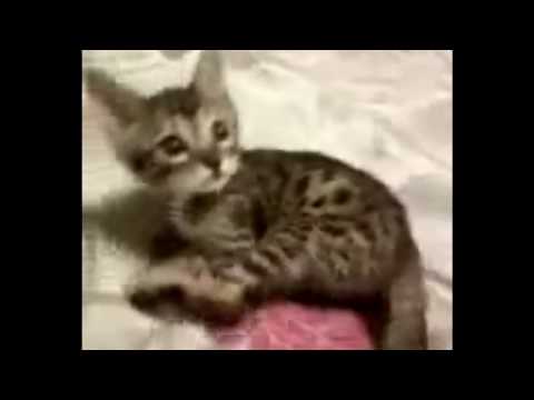 [100211] Heechul (Super Junior) - His new Cat Baengshin (feat. Heebum)