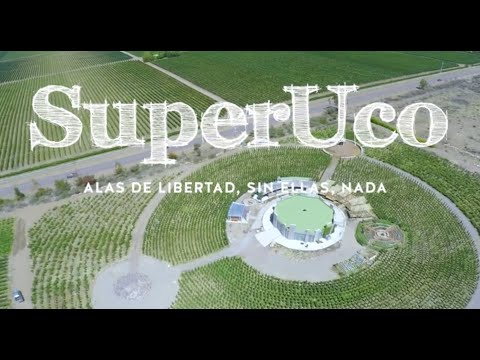 SuperUco, Uco Valley, Mendoza, Argentina, Vineyards and drone