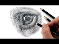 I'm back! Q&A and drawing a dog eye in graphite