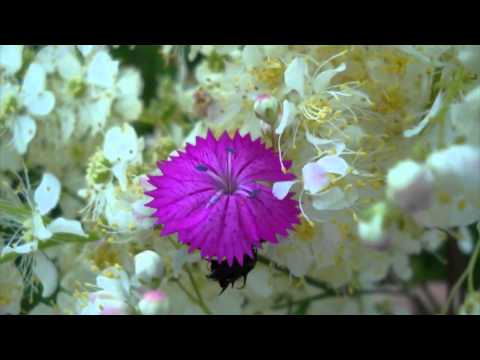 Dinu Olarasu-Haideti sa credem in flori