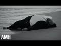 AMH Only Human Official Video