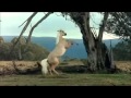 Видео про лошадей Песня из рекламы Bon Aqua) 