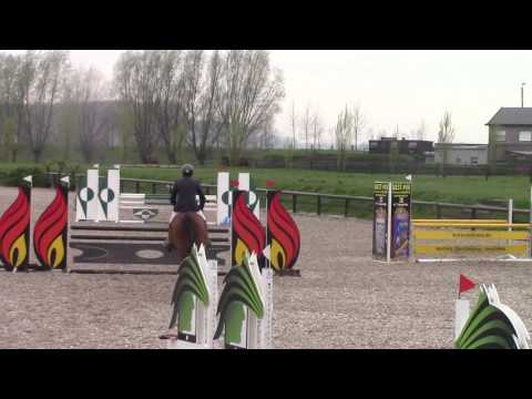 Morena vd Maltahoeve 2012 (Elvis ter Putte x Nabab de Rêve)