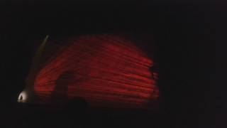 Beau comme le soleil - Notre-Dame de Paris 2016