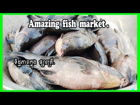 Fish market in Phnom Penh / best scenes view in fish market.