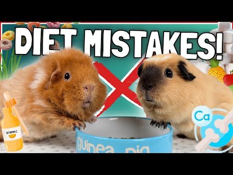 10 Biggest Guinea Pig Diet MISTAKES (and How to Fix them!)