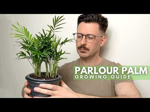 Parlour Palm Care Guide with Tips and Tricks