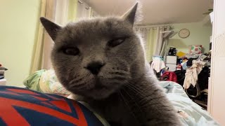 放假在家，撸猫！曾医生祝大家新年快乐！