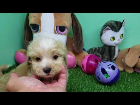 Morky Puppy- Male- Spain