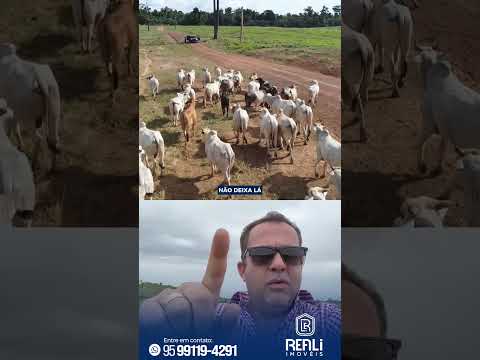 Fazenda em Roraima no município do Canta de 3133 hectares
