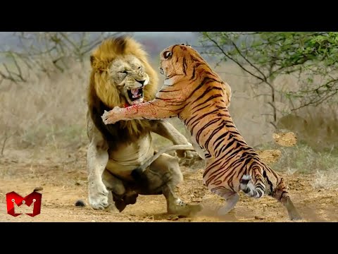Lion vs. Tiger in the Wild: Who Would Win? Animals That Can Defeat a Lion