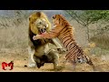 Download Lagu Singa Melawan Harimau Di Alam Liar, Siapa Yang Menang ? Hewan-Hewan Yang Bisa Mengalahkan Singa Mp3 Free