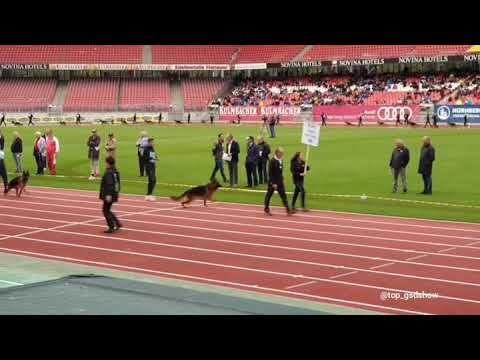 kasper von tronje bszs 2019