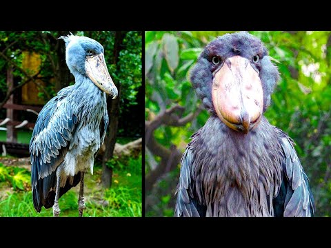 Wild Animals That Have Rarely Been Seen