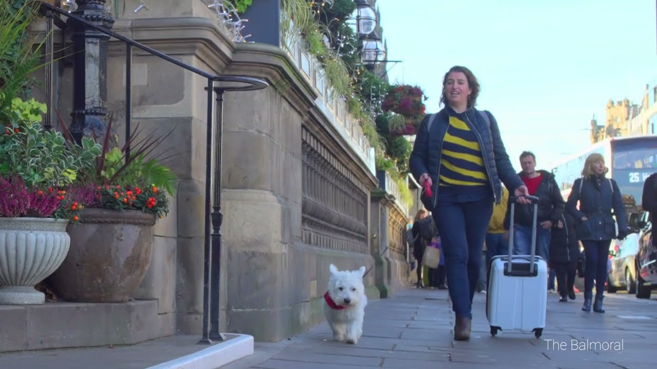 Dog-Friendly Edinburgh - Forever Edinburgh