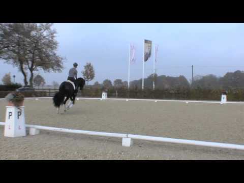 Dressurpferde Leistungszentrum Lodbergen - For Romance