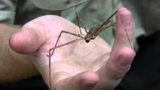 preview picture of video 'Stick Insects at Cambridge Butterfly Conservatory'